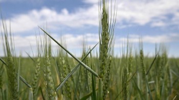 ĐTC kêu gọi giải tỏa xuất khẩu ngũ cốc