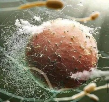 Phôi thai là một nhân vị có sự sống